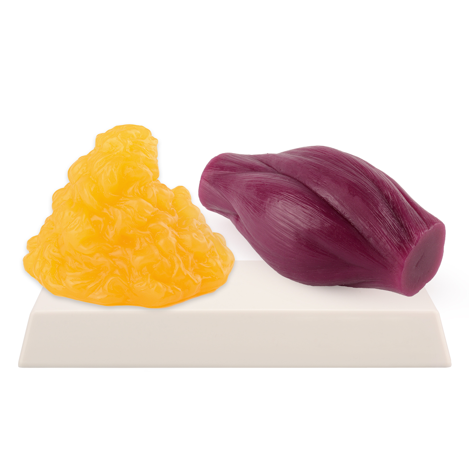 1lb Fat Replica & Muscle to Ke - Fitness With Nutrition 评论和价格