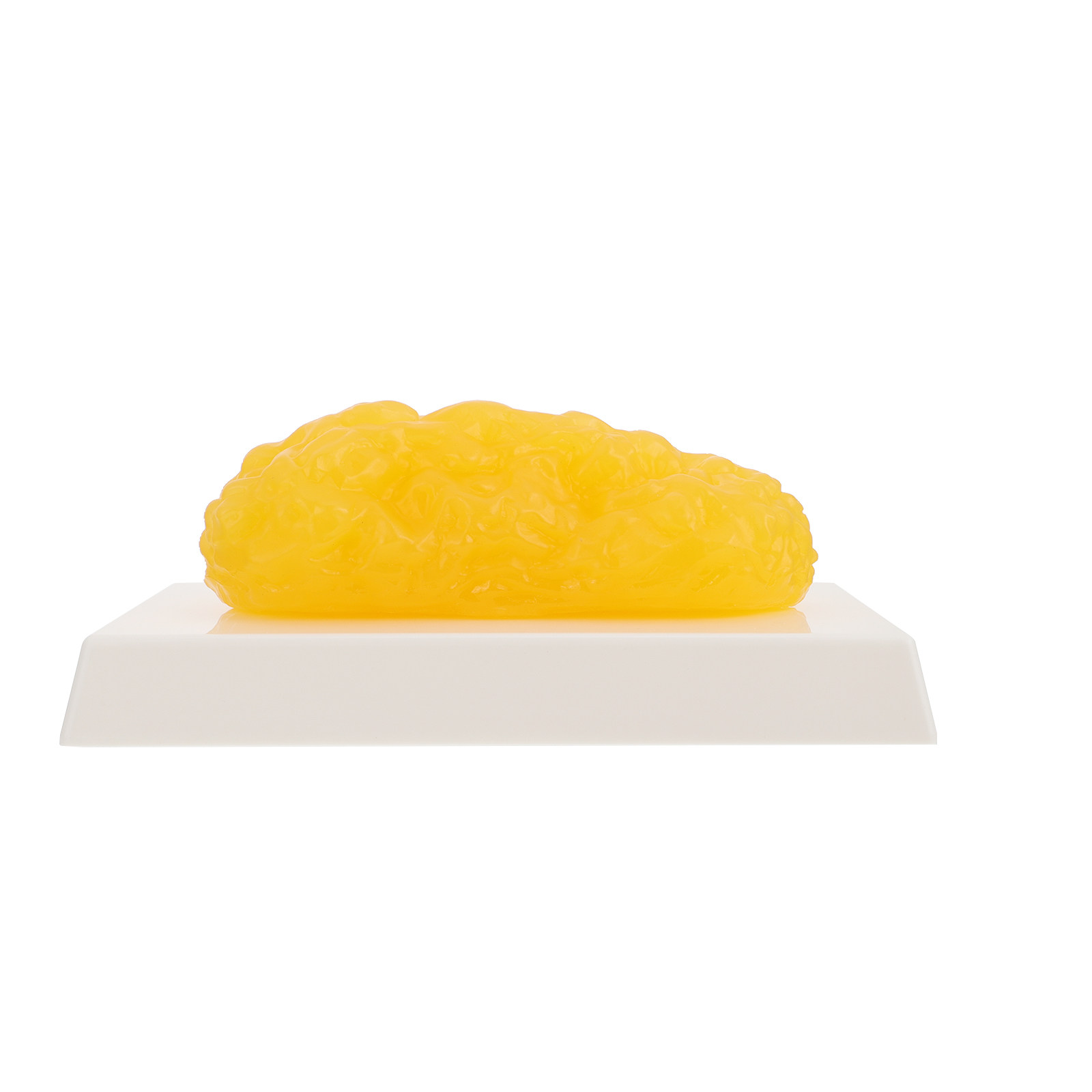 Human Body Fat Pound Plastic F - Fitness With Nutrition 评论和价格