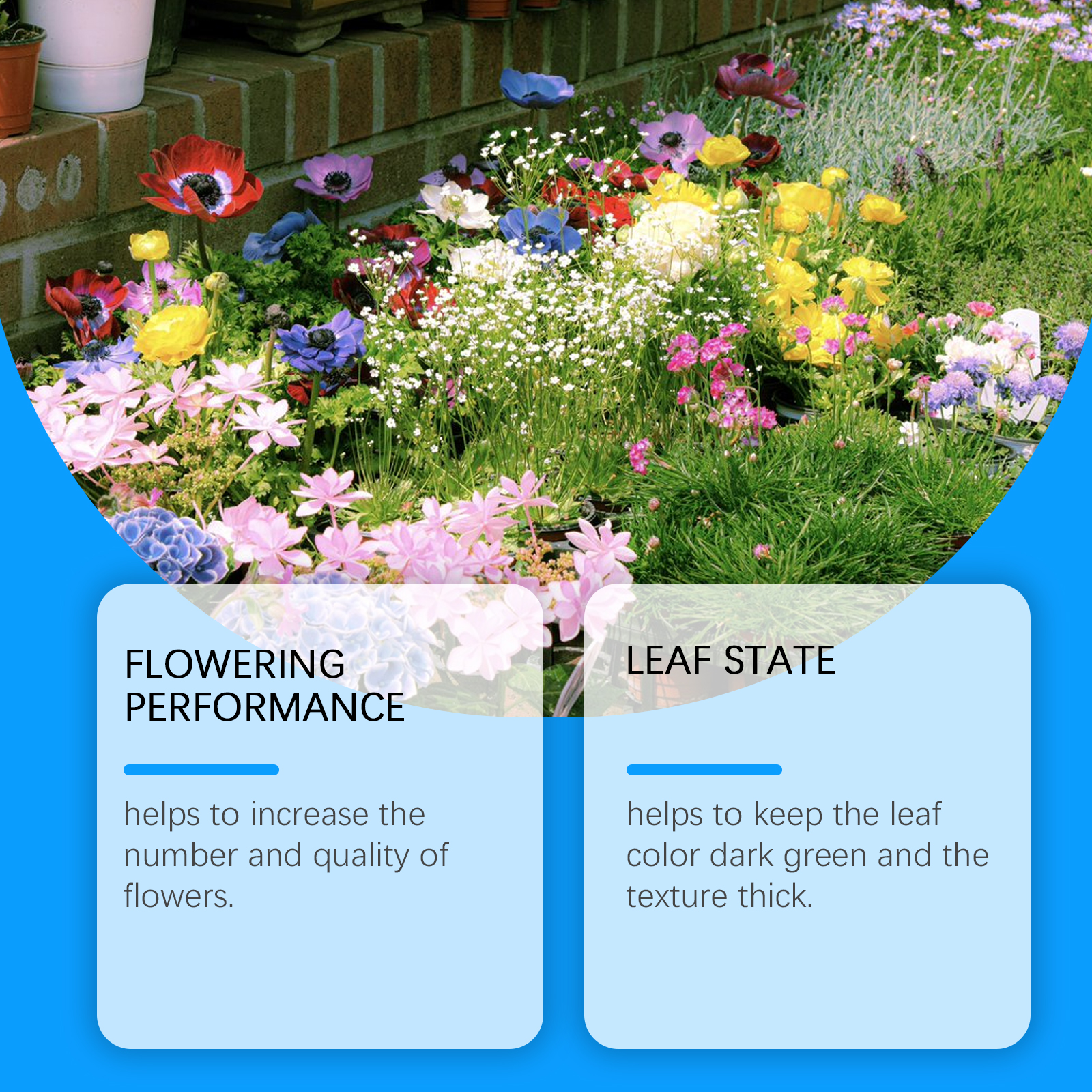 Flower Nutrient Solution Liqui - Nutrition & Fitness Hub 评论和价格