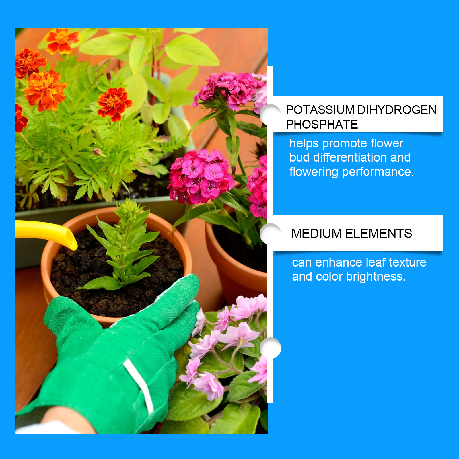 Flower Nutrient Solution Liqui - Nutrition & Fitness Hub 评论和价格